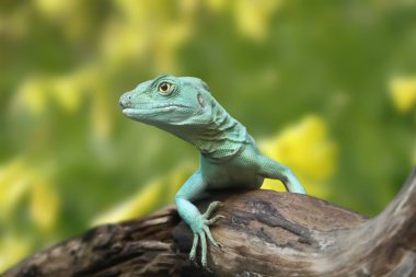 Basiliscus plumifrons