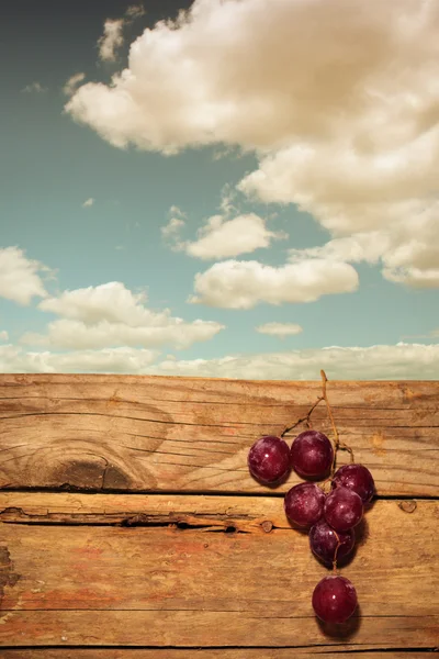 Vineyard — Stock Photo, Image