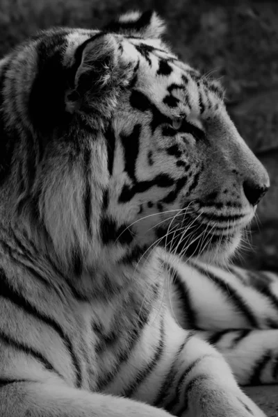 Tigre — Photo