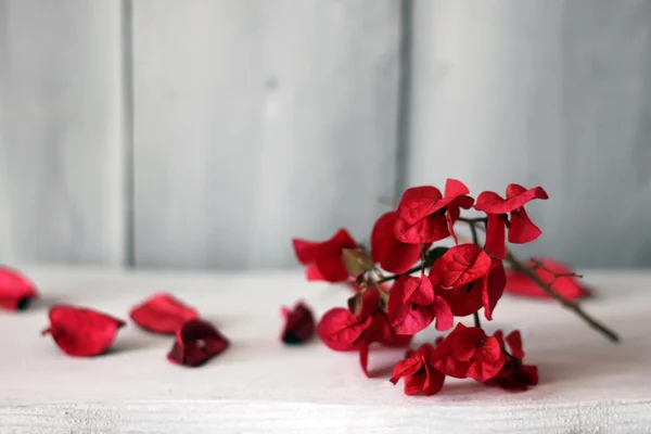 Red flowers — Stock Photo, Image