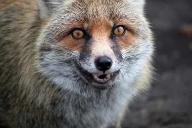 Fox fotoğraf