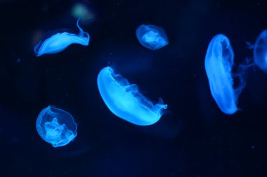 denizanası