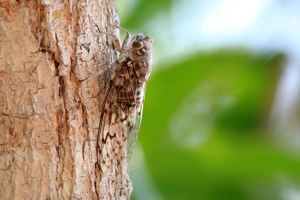 Cicada — Fotografie, imagine de stoc