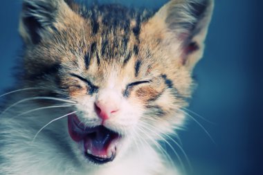 Yavru kedi