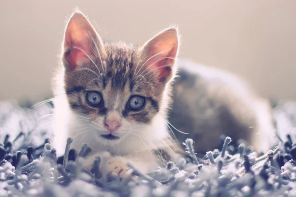 Kitten — Stock Photo, Image