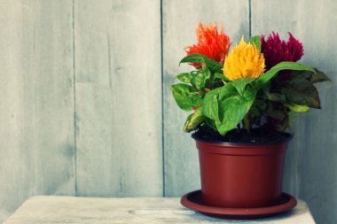 Celosia