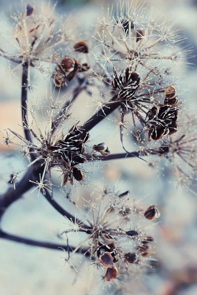 Зимнее растение — стоковое фото