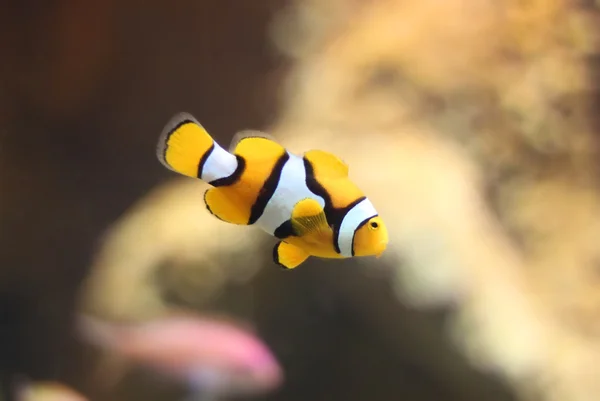 Clown fish — Stock Photo, Image