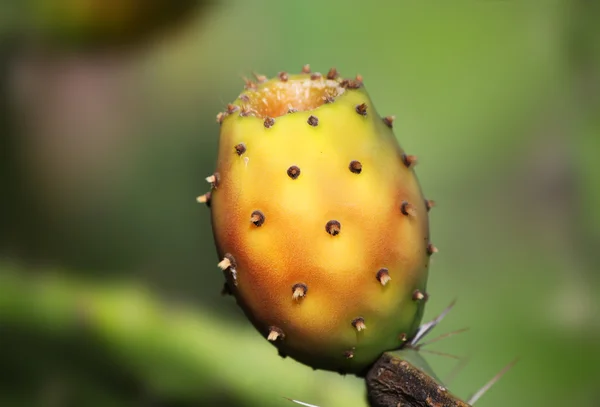 Prickly pear — Stock Photo, Image