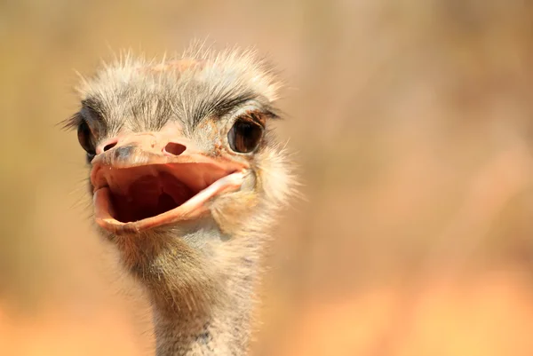 Ostrich — Stock Photo, Image