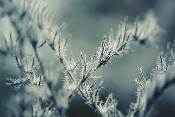 Vinter växter — Stockfoto