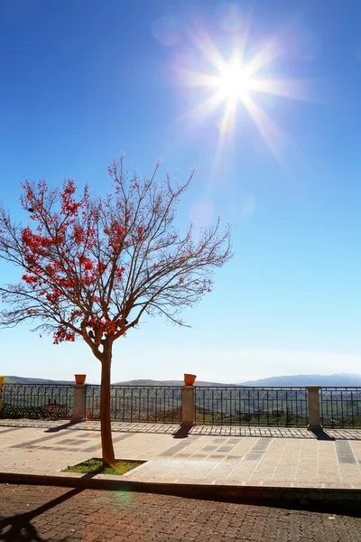 Ağaç — Stok fotoğraf