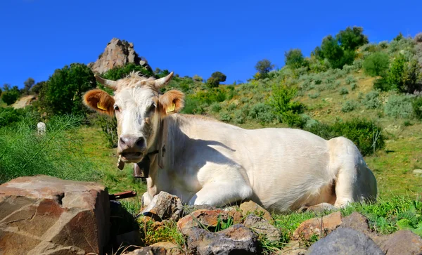 White cow — Stock Photo, Image