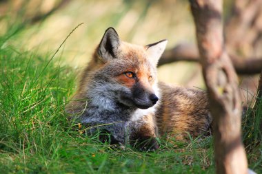 Fox fotoğraf