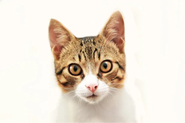 Kedi fotoğrafı — Stok fotoğraf