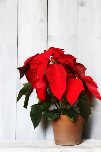 Fiore di Poinsettia — Foto Stock