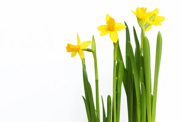 Daffodilos — Fotografia de Stock