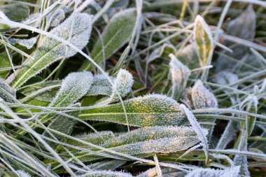 Buz kristalli yeşil çimen