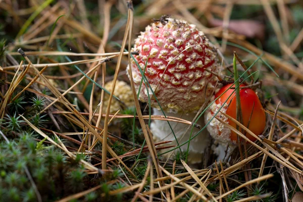 Fly Agaric Fungi — Stockfoto