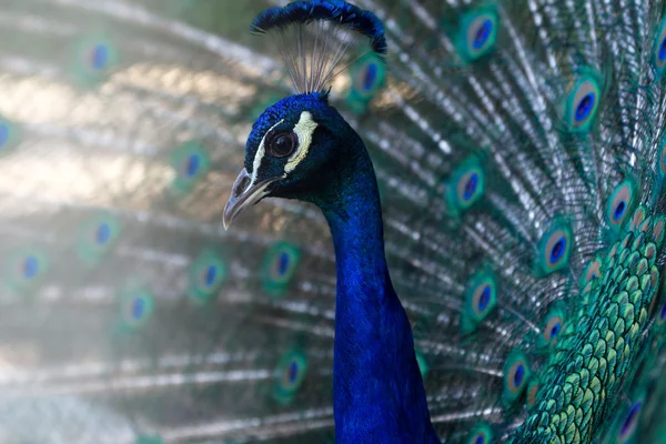 Portrait of Peacock — Stock Photo, Image