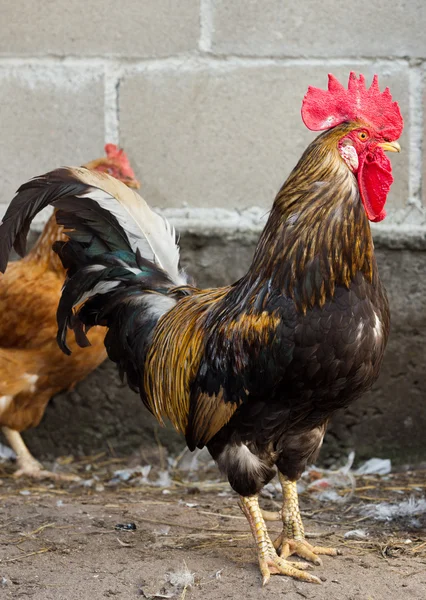 Domestic bright cock — Stock Photo, Image