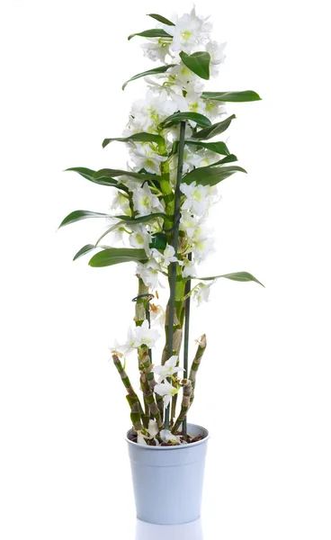 Weiße dendrobium nobile Blüten im Topf — Stockfoto