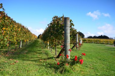 üzüm bağları, Emlak, şaraphane, soljans. Auckland. Yeni Zelanda.