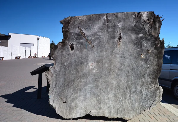 Kauri strom. Whakarewarewa geotermální rezervace. Nový Zéland. — Stock fotografie