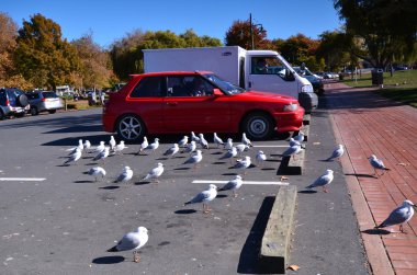 araba park yerinde. Quay rotorua. Yeni Zelanda.