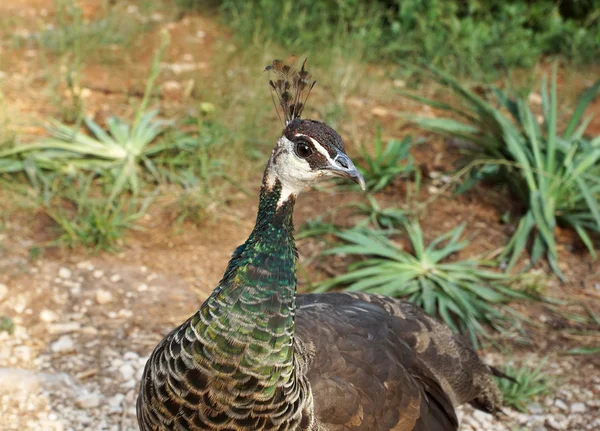 Closeup male Indian Peafowl — Stock Photo, Image