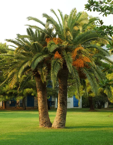 Palm-tree — Stock Photo, Image