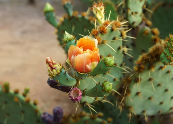 El gran cactus verde con flores rosadas — Foto de Stock