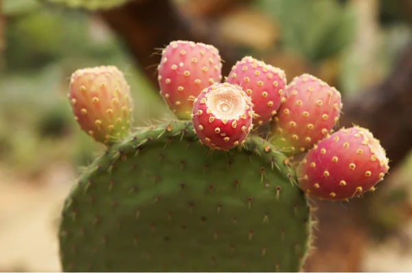 El gran cactus verde con flores rosadas — Foto de Stock