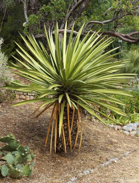 Palmera — Foto de Stock