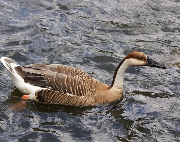 Goose-Anser cygnoid — Stock Photo, Image