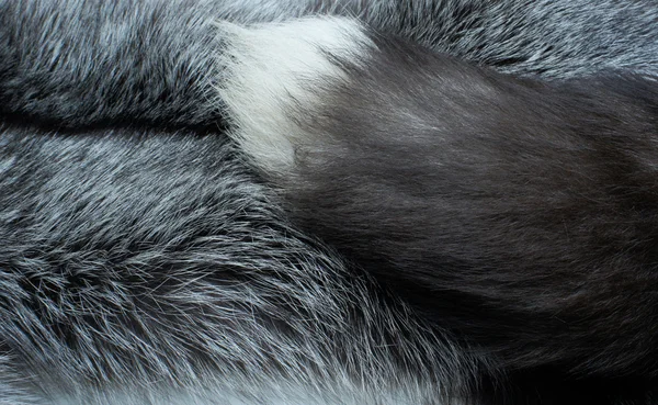 Мех черной лисы — стоковое фото