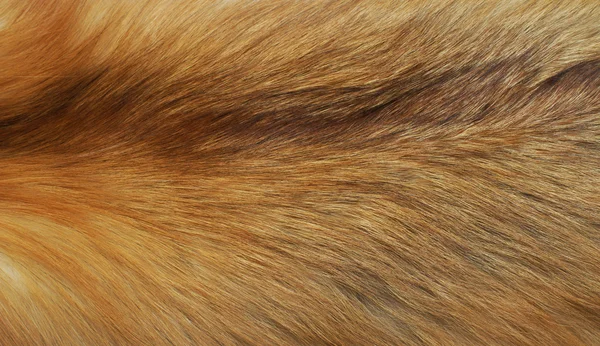 The fur is more red than a fox — Stock Photo, Image