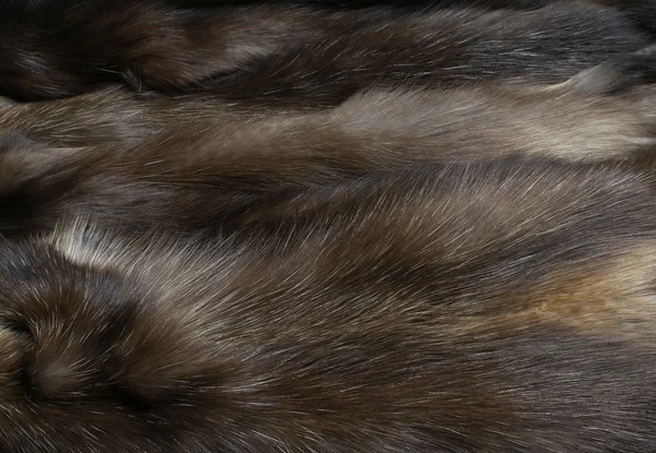 Fur of a sable — Stock Photo, Image