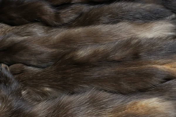 クロテンの毛皮 — ストック写真
