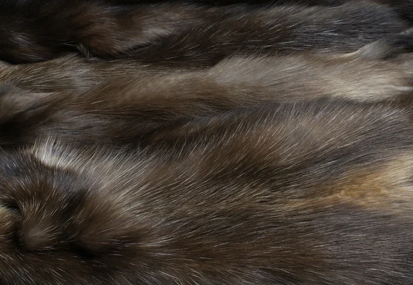 Fur of a sable Royalty Free Stock Images