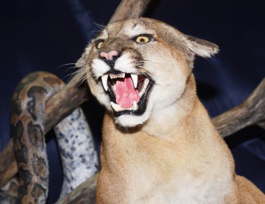 vahşi kedi puma