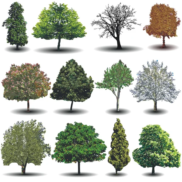 Arbres vectoriels différents — Image vectorielle