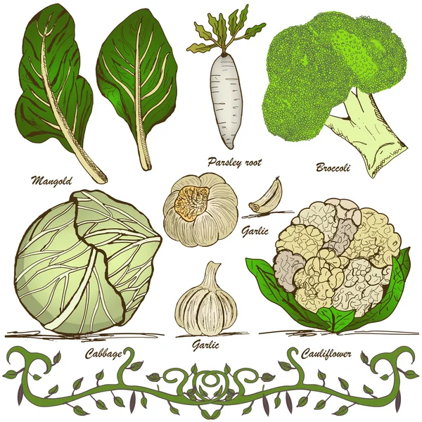 Conjunto de verduras dibujadas a mano 1 — Archivo Imágenes Vectoriales