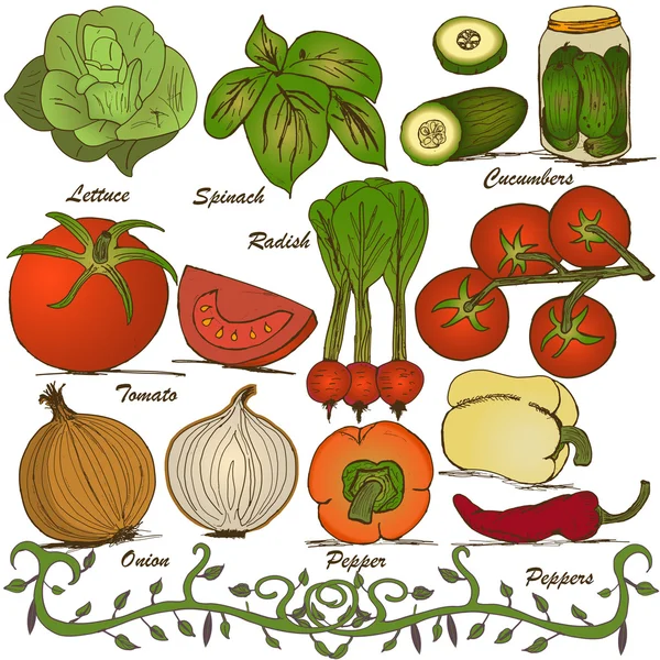 Conjunto de verduras dibujadas a mano 3 — Archivo Imágenes Vectoriales