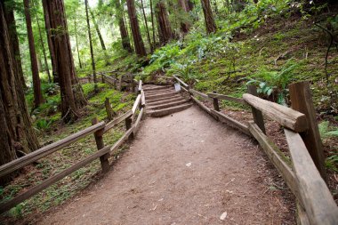 Muir woods iz