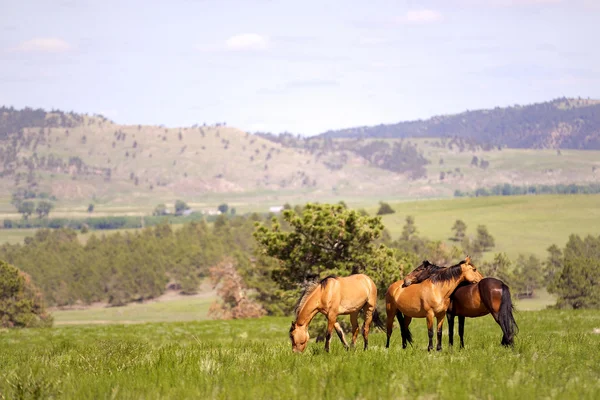 Spanish Mustangs