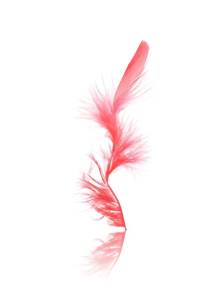 Feathers — Stock Photo, Image