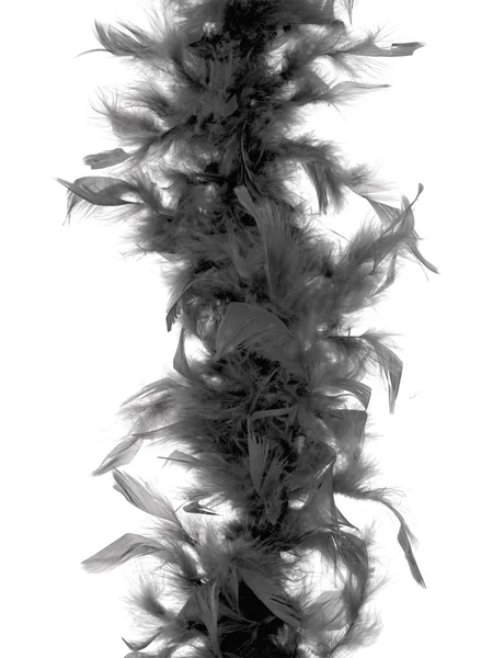 Plumes — Photo