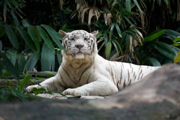 Weißer Tiger — Stockfoto