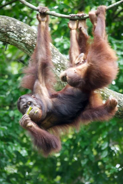 Orang-Utans — Stockfoto